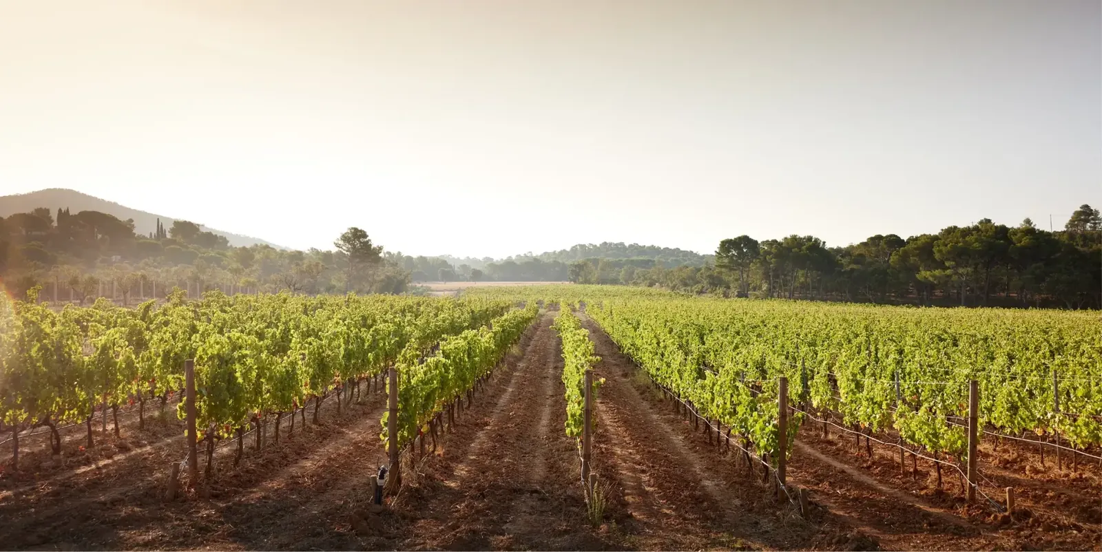 Vignes du Var au soleil, route des vins de Provence
