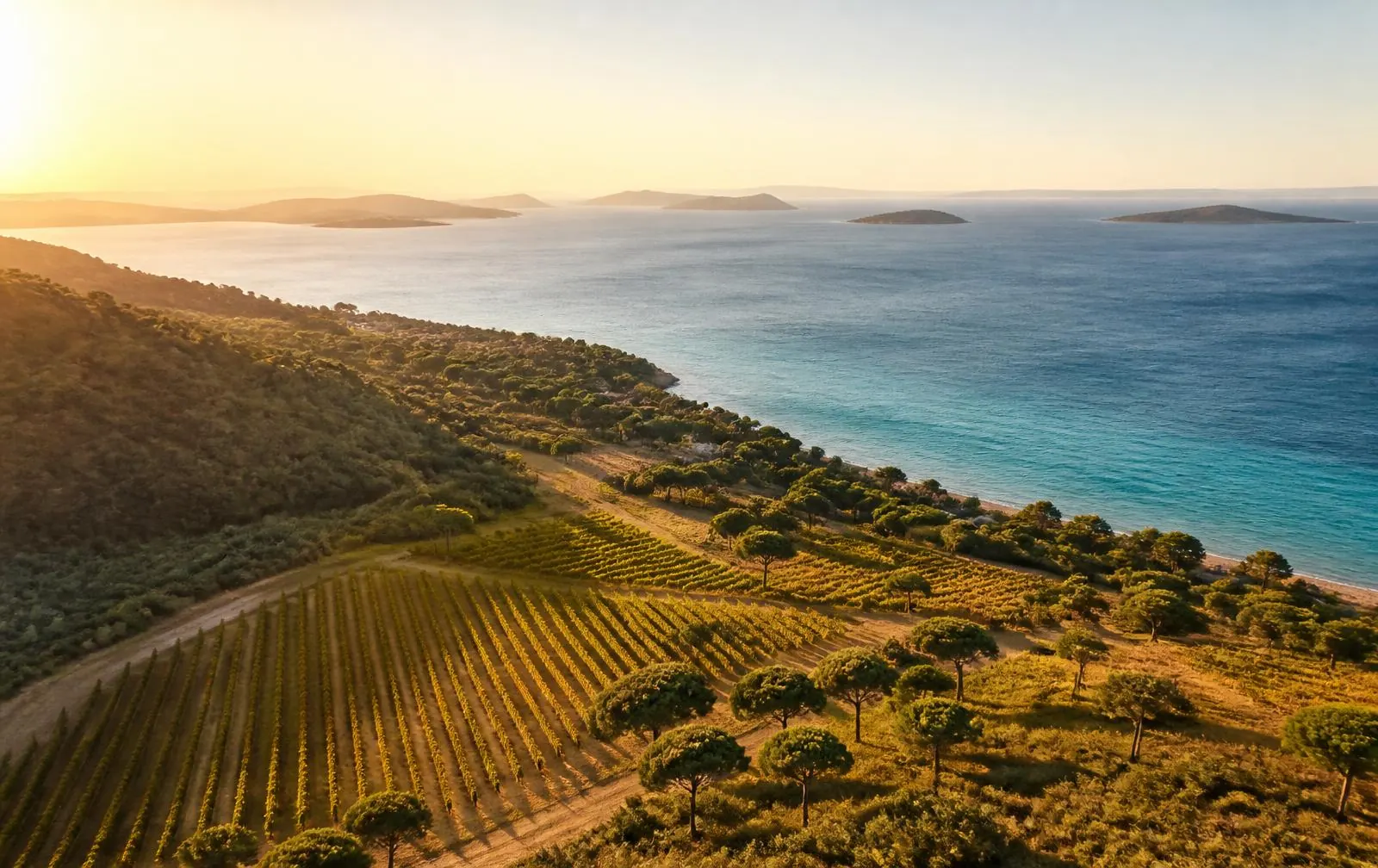 Collines et vignes de La Londe-les-Maures descendant vers la Méditerranée