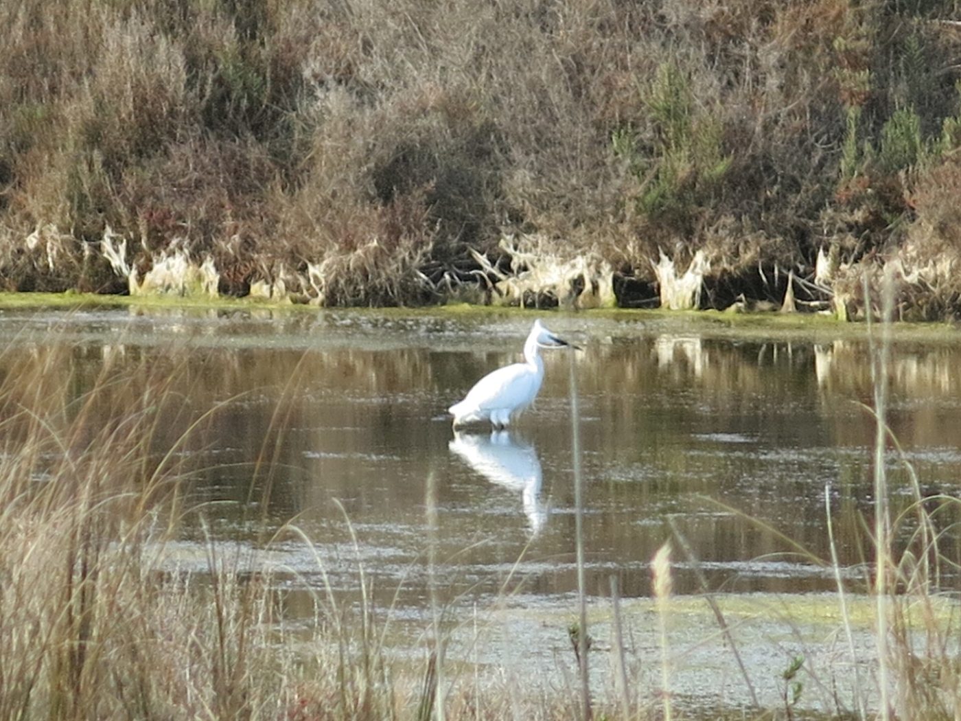 Aigrette blanche dans les vieux salins de La Londe-les-Maures